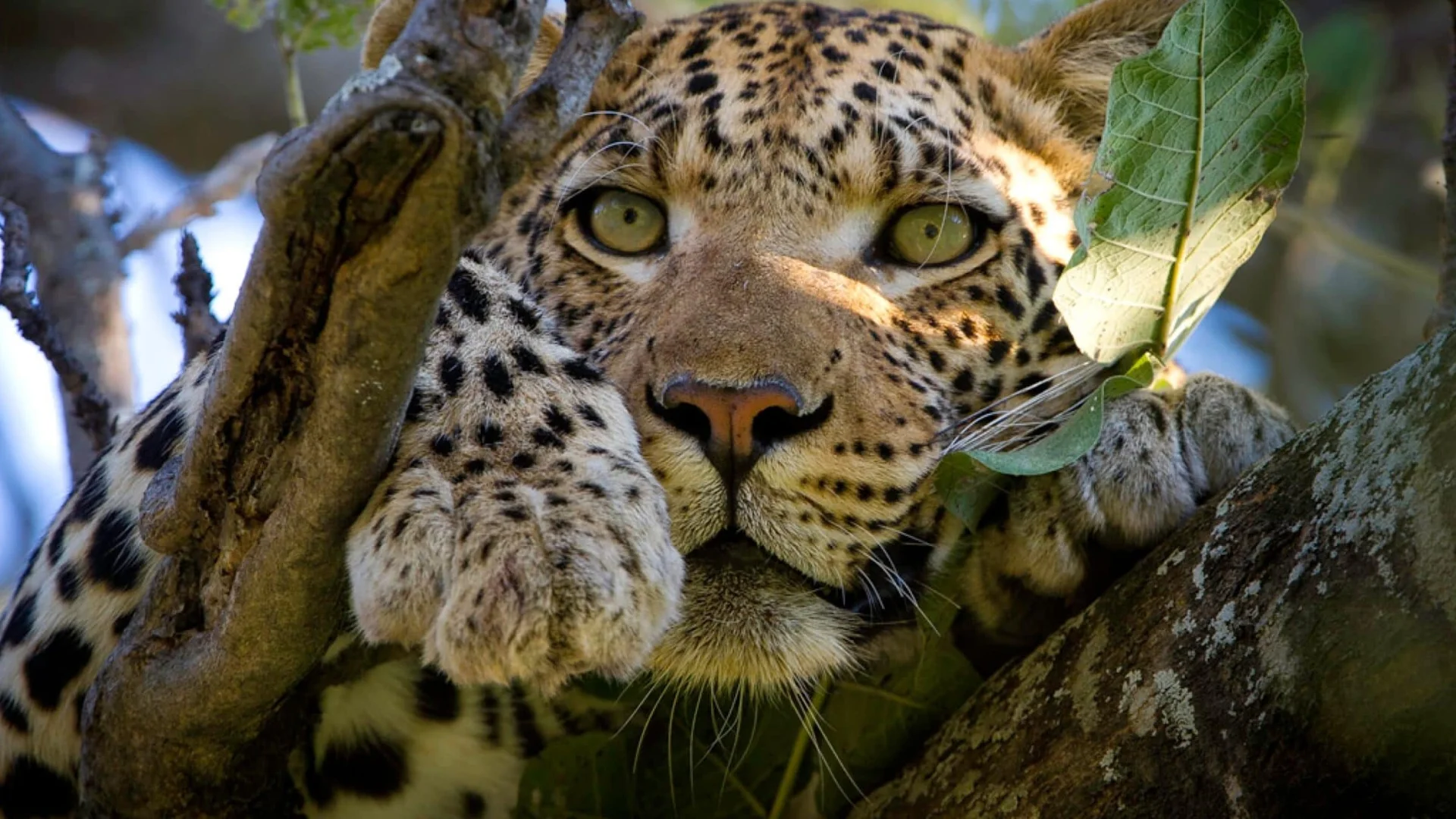 Timeless Africa Safaris image