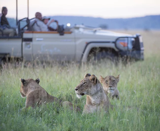 Timeless Africa Safaris image