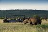 Rhino at Morukuru Madikwe Game Reserve
