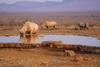 Rhinos at a watering hole at Madikwe Game Reserve