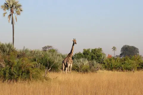 Giraffe in Botswana